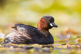 Image. Little Grebe