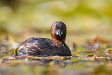 Image. Little Grebe