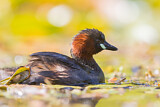 Image. Little Grebe