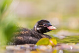 Image. Little Grebe