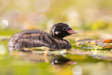 Image. Little Grebe
