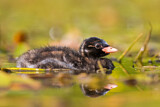 Image. Little Grebe
