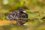 Image. Little Grebe
