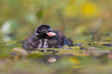 Image. Little Grebe