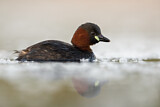 Image. Little Grebe