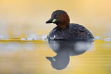 Image. Little Grebe
