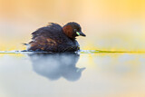Image. Little Grebe