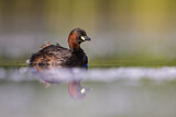 Image. Little Grebe