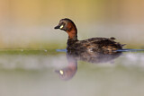 Image. Little Grebe