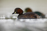 Image. Little Grebe