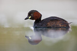 Image. Little Grebe