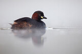 Image. Little Grebe
