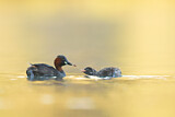 Image. Little Grebe