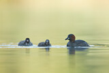 Image. Little Grebe
