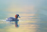 Image. Little Grebe