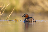 Image. Little Grebe
