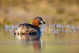 Image. Little Grebe