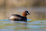 Image. Little Grebe