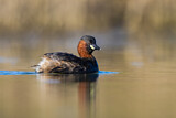 Image. Little Grebe