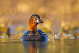 Image. Little Grebe