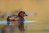 Image. Little Grebe