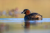 Image. Little Grebe