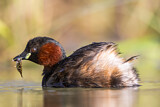 Image. Little Grebe