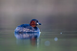 Image. Little Grebe