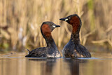 Image. Little Grebe