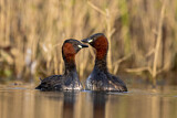Image. Little Grebe