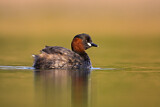 Image. Little Grebe