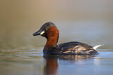 Image. Little Grebe