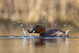 Image. Little Grebe