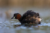 Image. Little Grebe