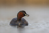 Image. Little Grebe