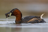 Image. Little Grebe