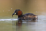 Image. Little Grebe