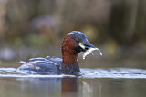 Image. Little Grebe