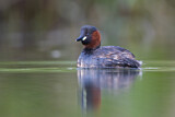 Image. Little Grebe