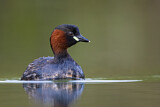 Image. Little Grebe
