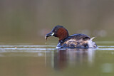Image. Little Grebe