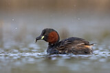 Image. Little Grebe