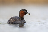 Image. Little Grebe