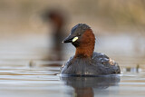 Image. Little Grebe