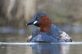 Image. Little Grebe