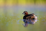 Image. Little Grebe