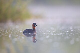 Image. Little Grebe