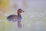 Image. Little Grebe