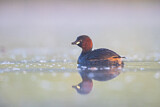 Image. Little Grebe