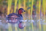 Image. Little Grebe